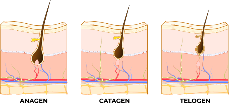 Hair growth phases illustrated: Anagen (growth), Catagen (transitional), and Telogen (resting). Each stage shows a hair follicle's position within the skin.